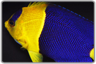 Bicolor Angelfish